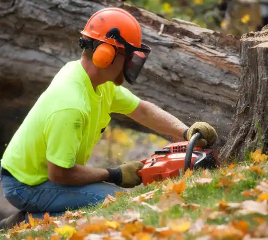 tree services Richmond